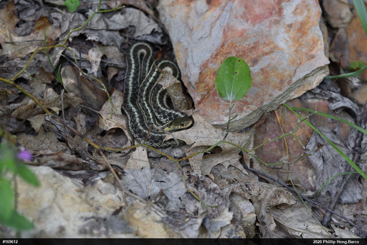Eastern Gartersnake