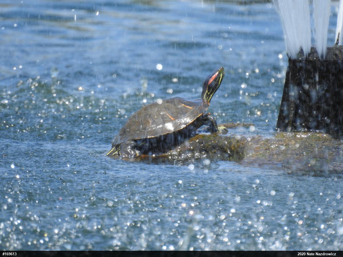 Red-eared Slider