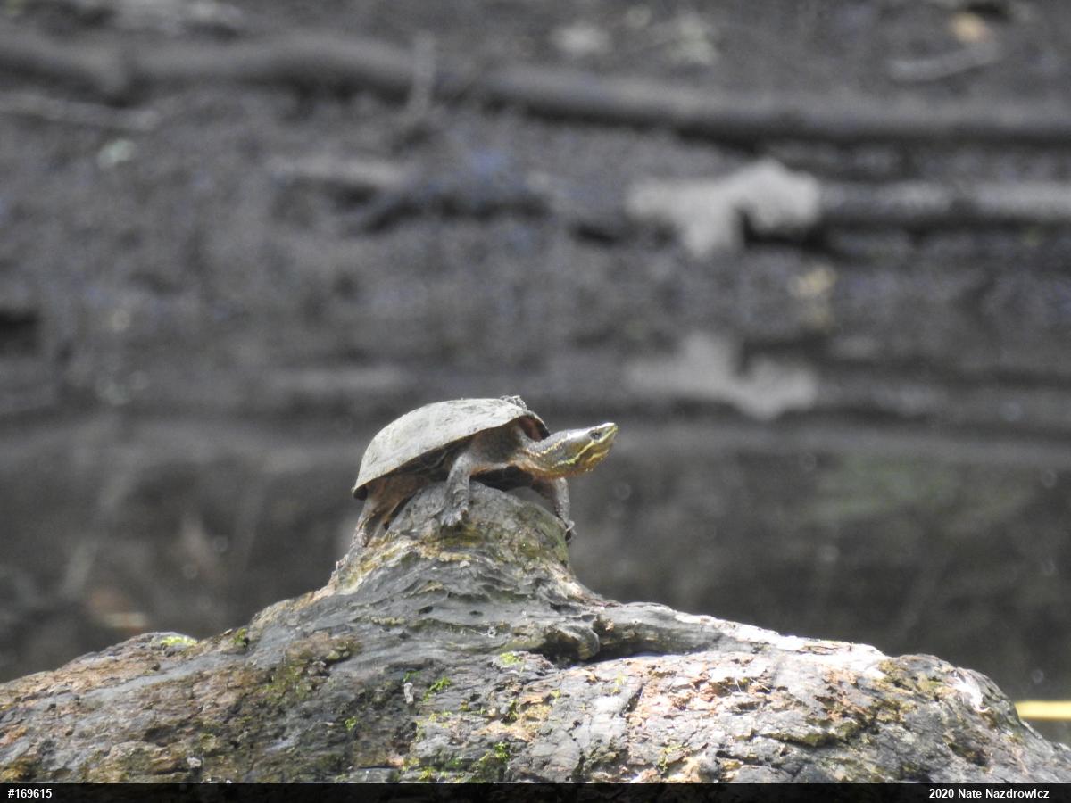 Eastern Musk Turtle