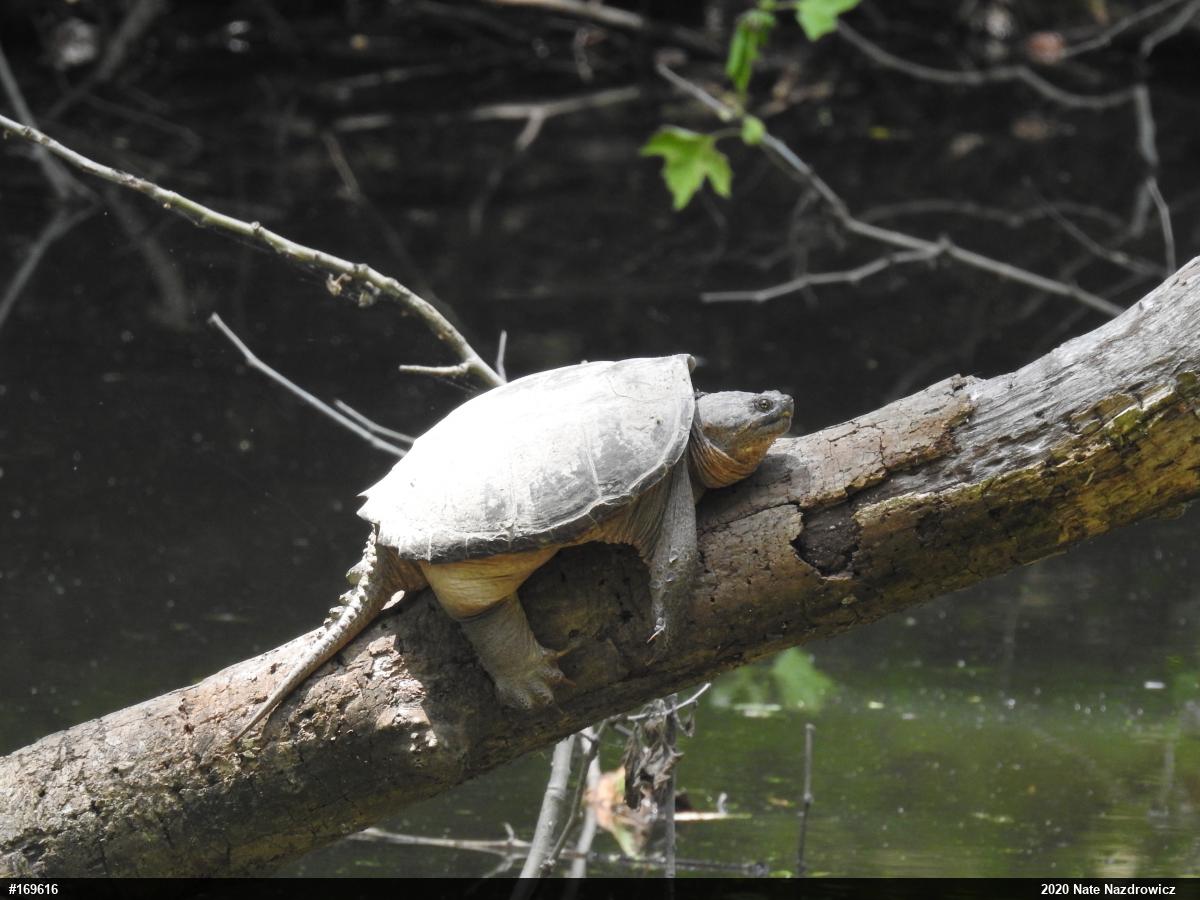 Snapping Turtle