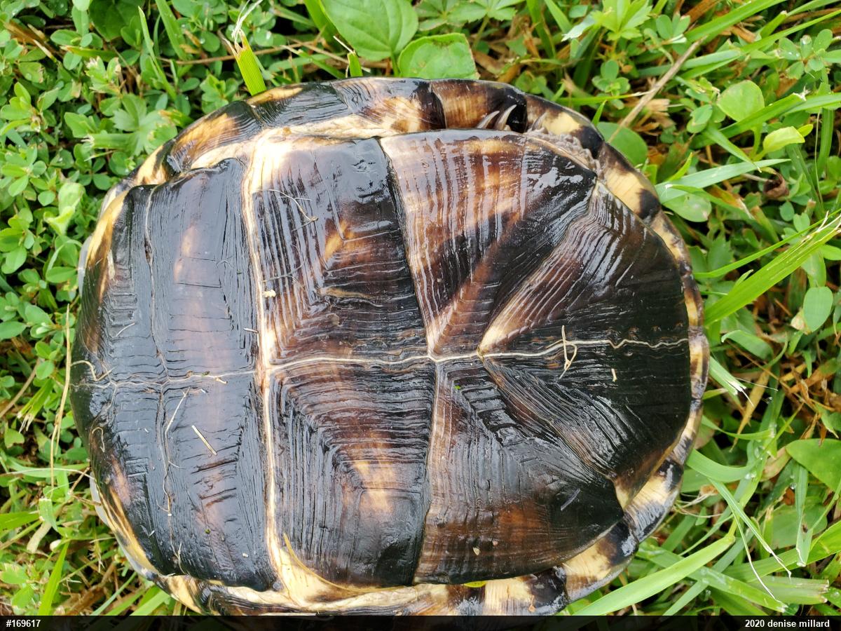 Eastern Box Turtle