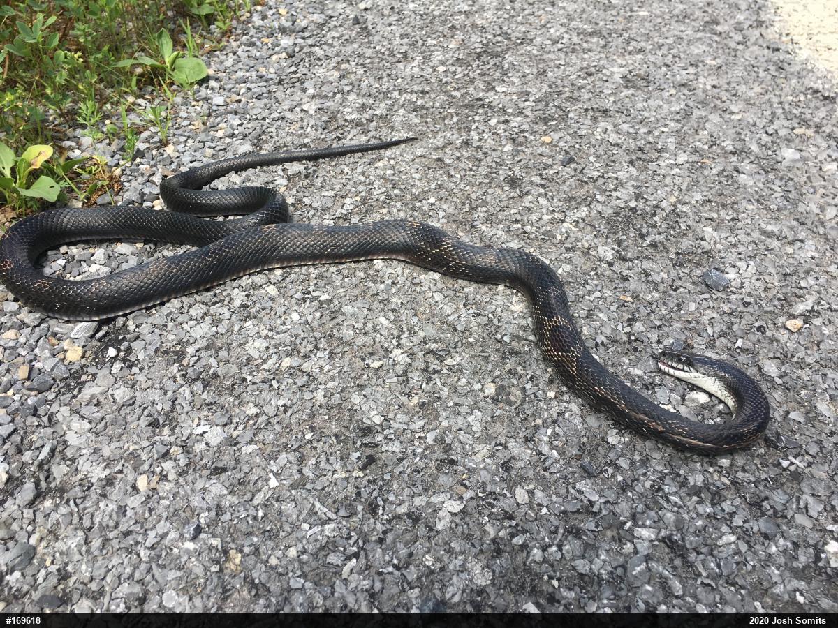 Eastern Ratsnake