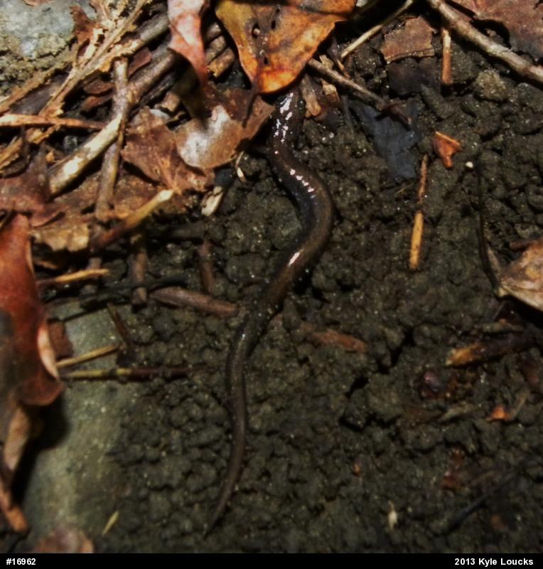 Eastern Red-backed  Salamander