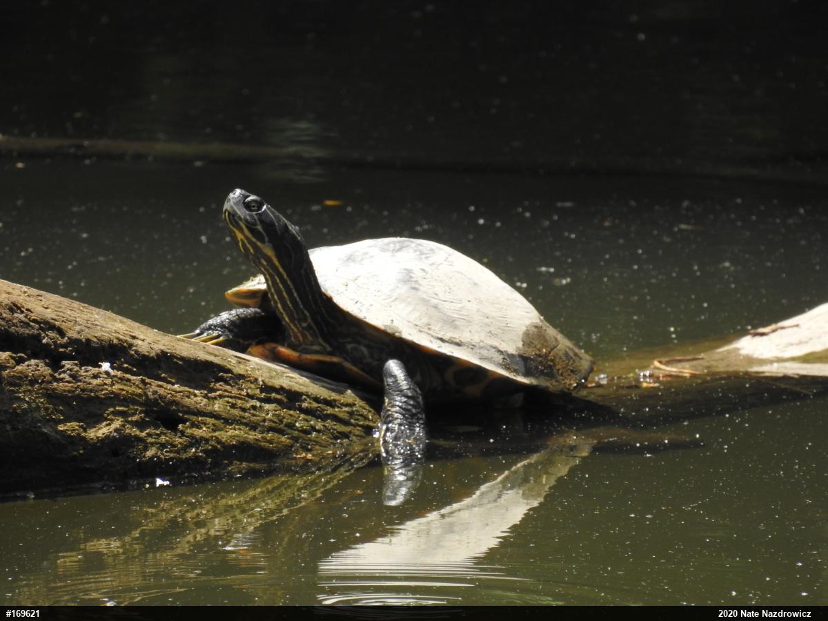 River Cooter