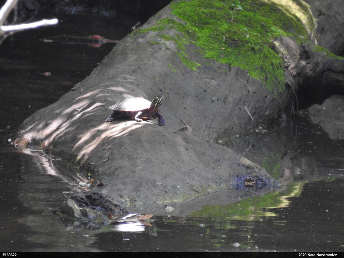 Painted Turtle
