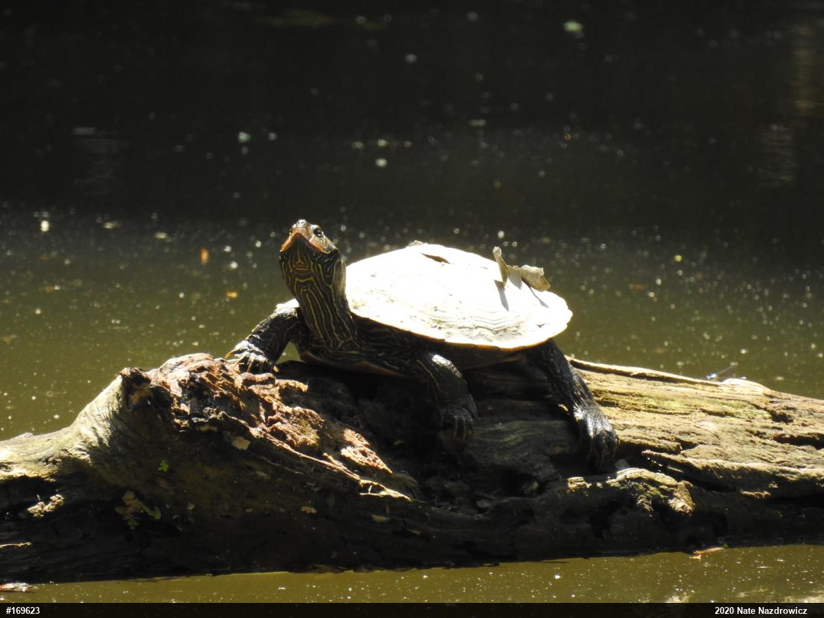 Northern Map Turtle