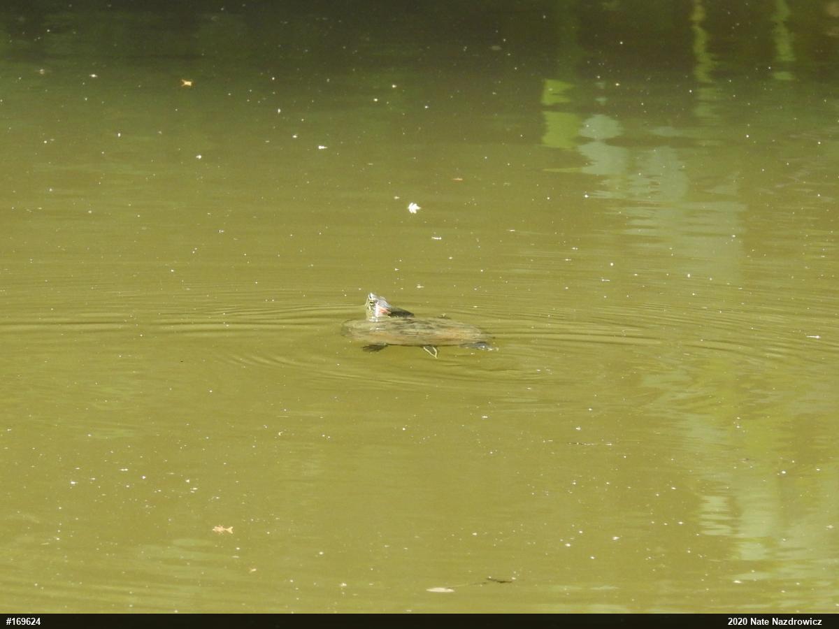 Red-eared Slider