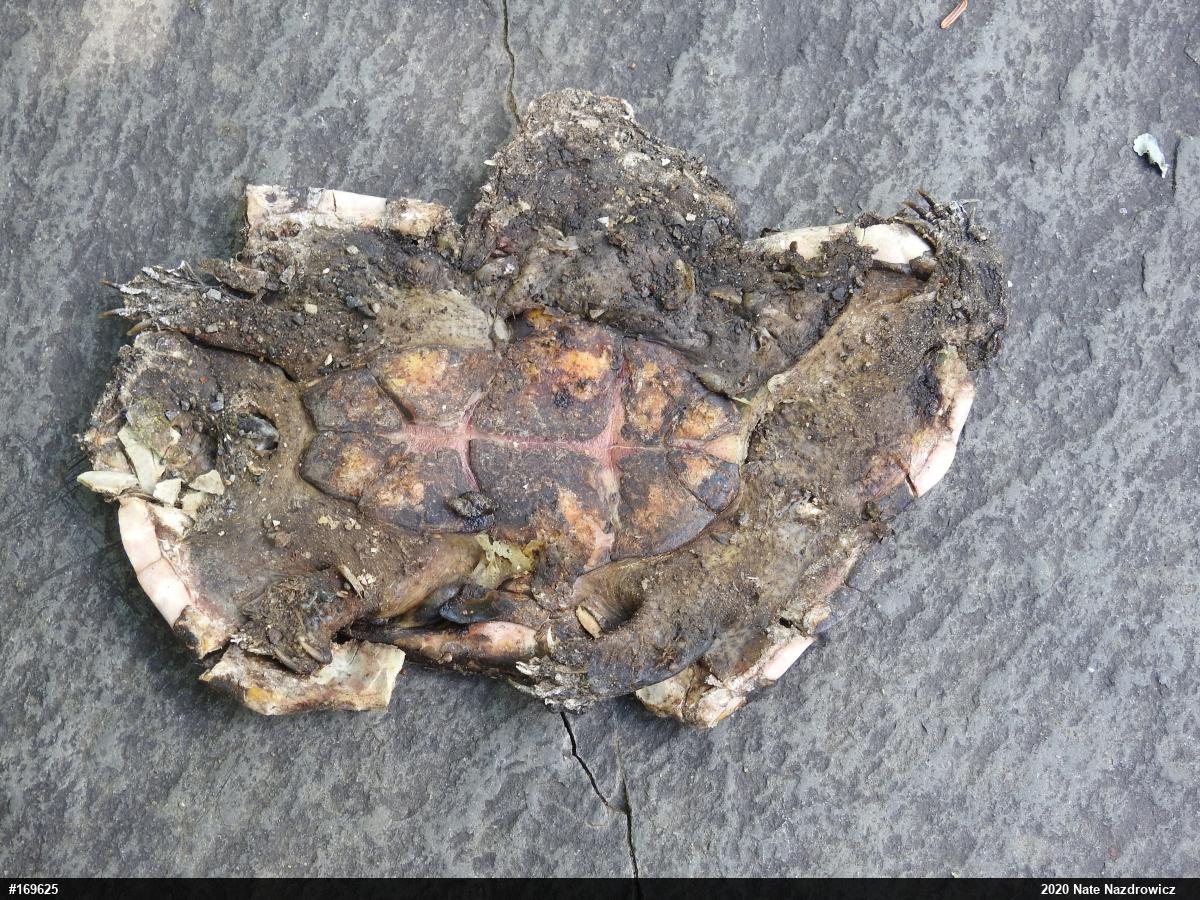 Eastern Musk Turtle