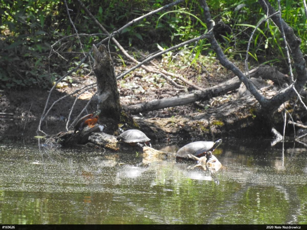 Painted Turtle