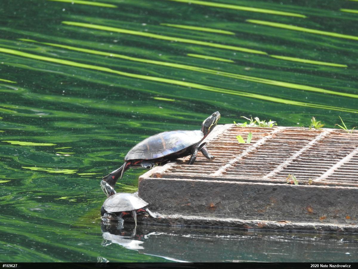 Painted Turtle
