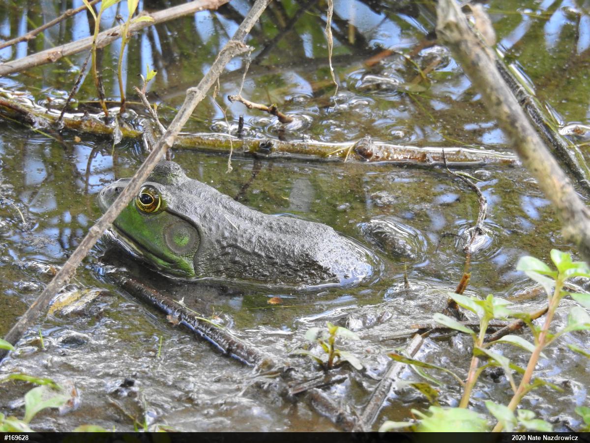 American Bullfrog