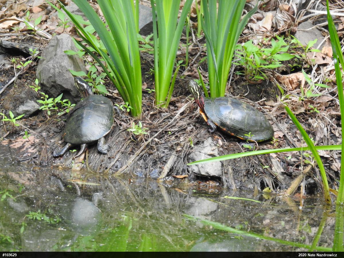 Painted Turtle