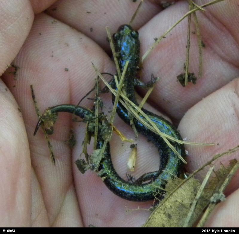 Eastern Red-backed  Salamander