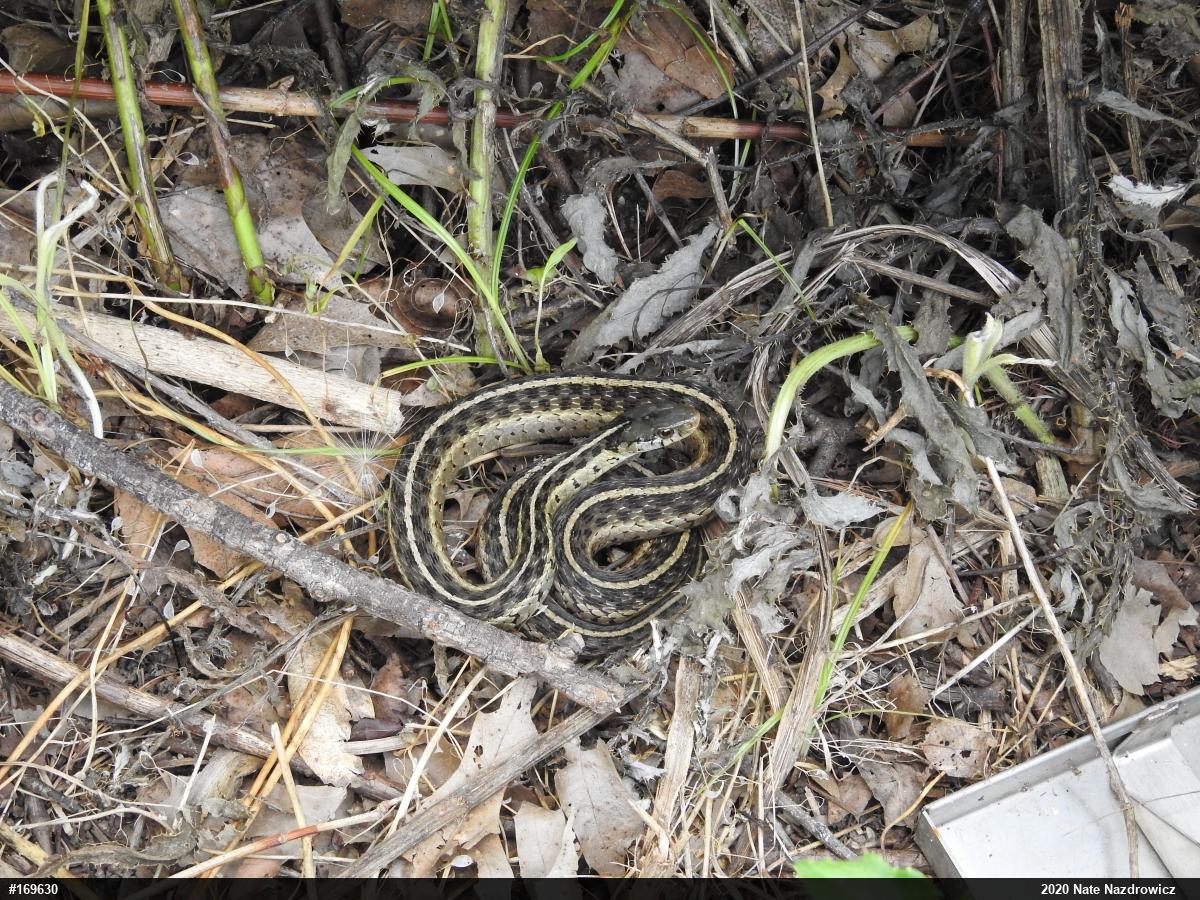 Eastern Gartersnake