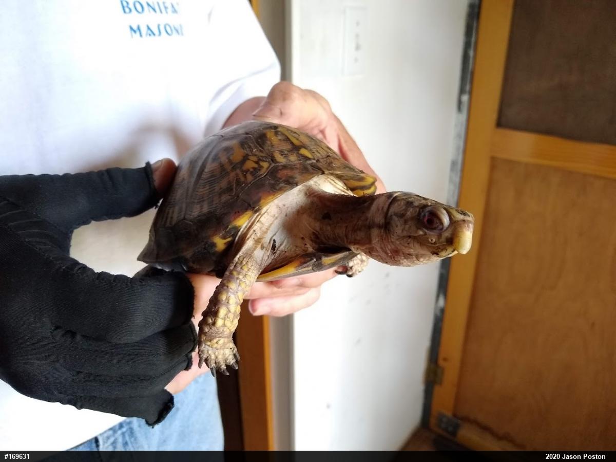 Eastern Box Turtle
