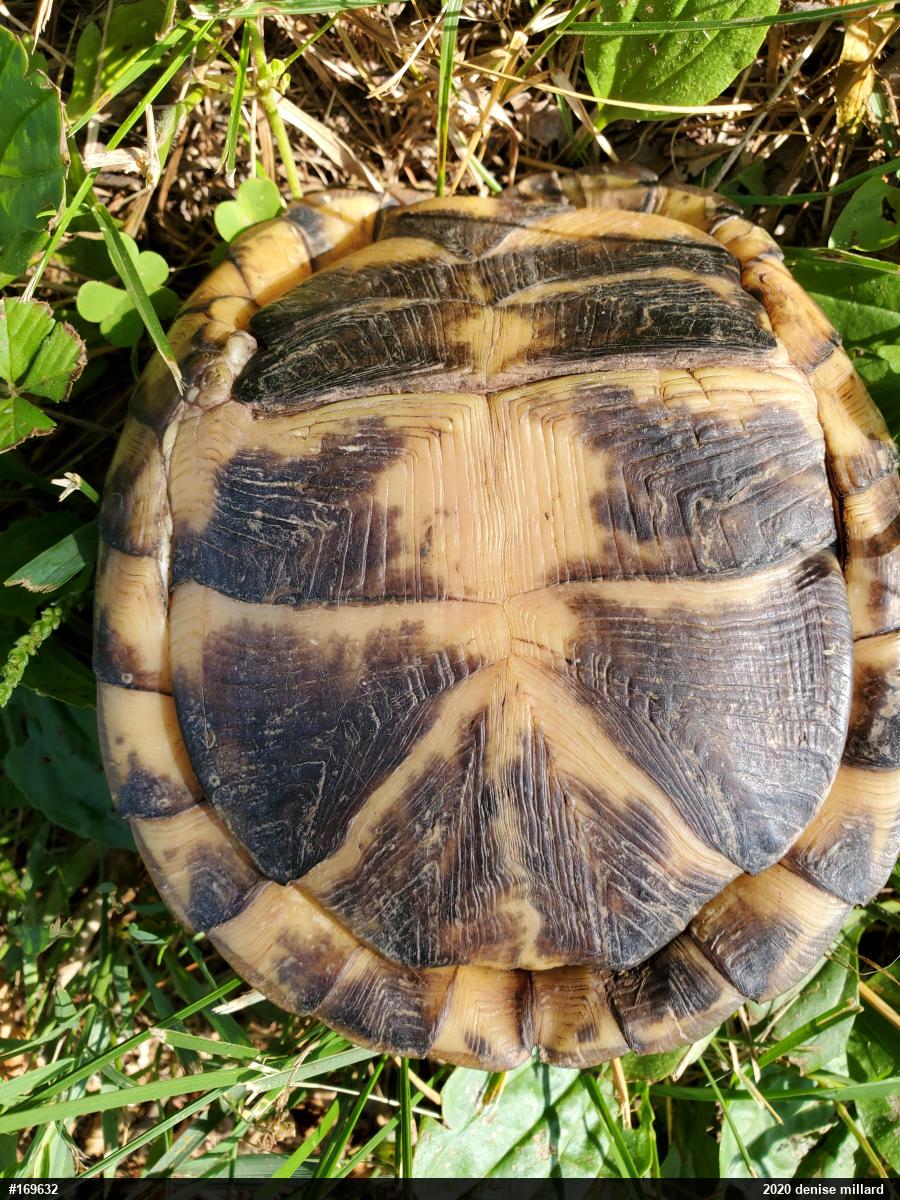 Eastern Box Turtle