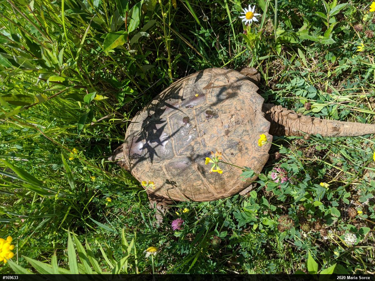 Snapping Turtle