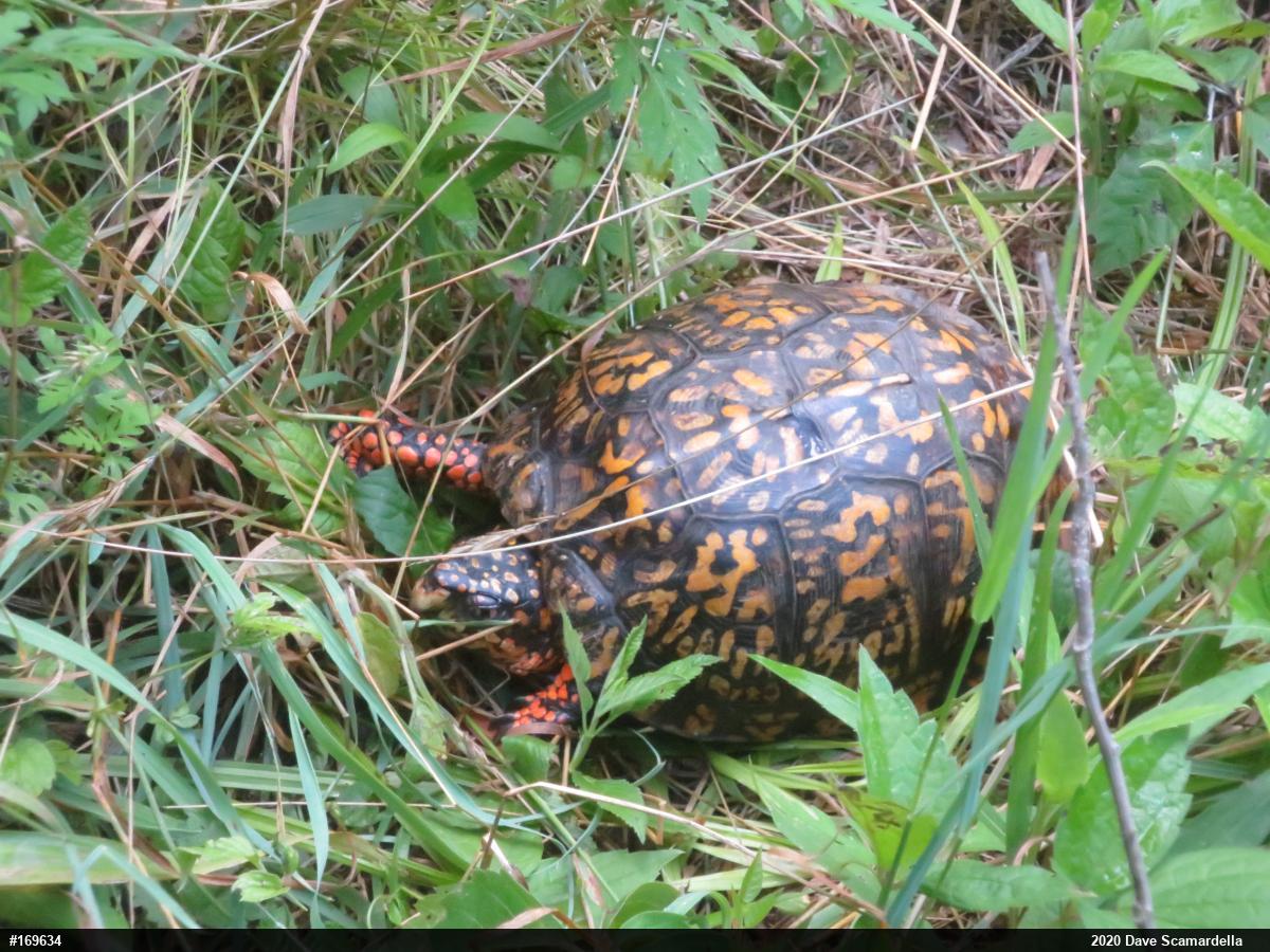 Eastern Box Turtle