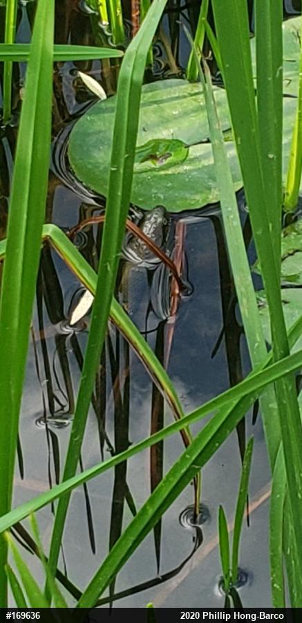 Northern Watersnake
