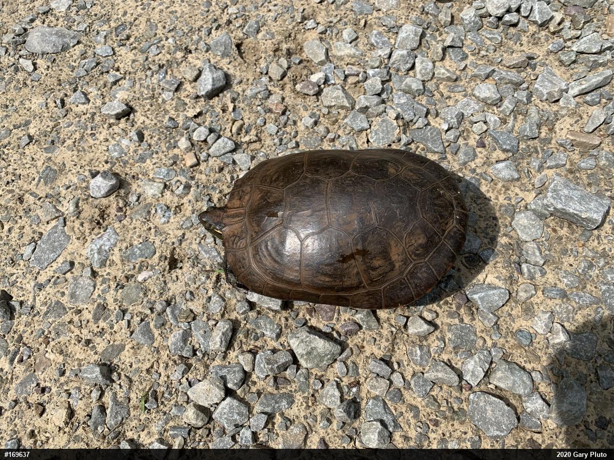 Midland Painted Turtle