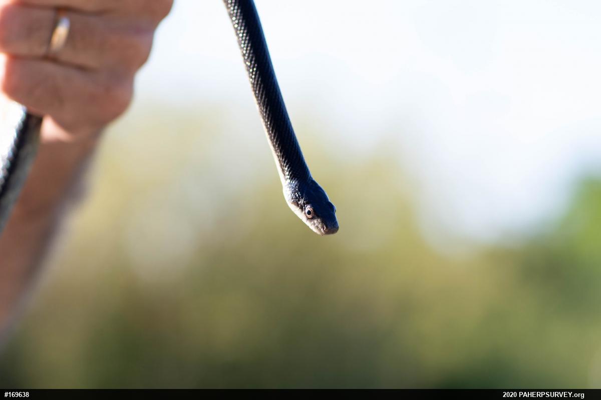 Eastern Ratsnake
