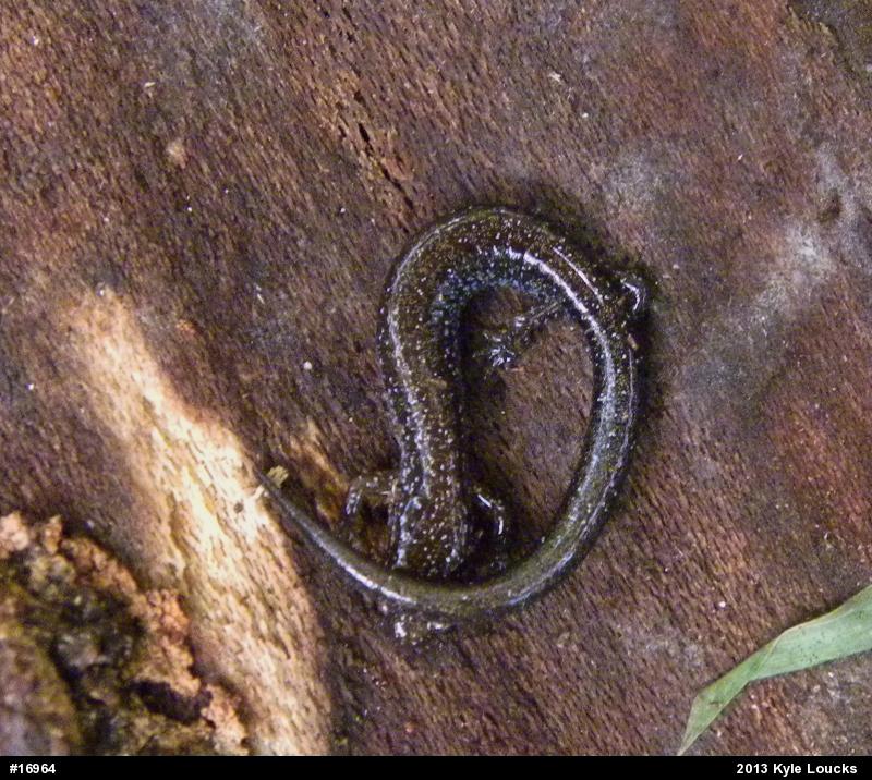 Eastern Red-backed  Salamander