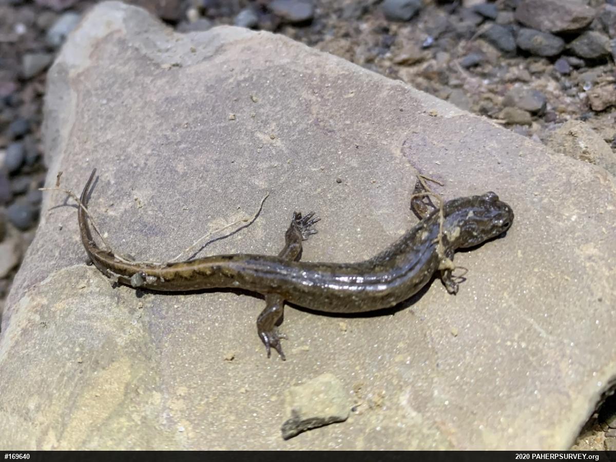 Northern Dusky Salamander