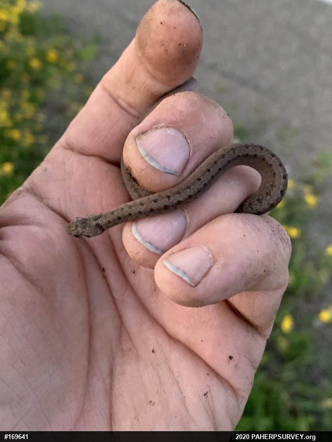 Dekay's Brownsnake