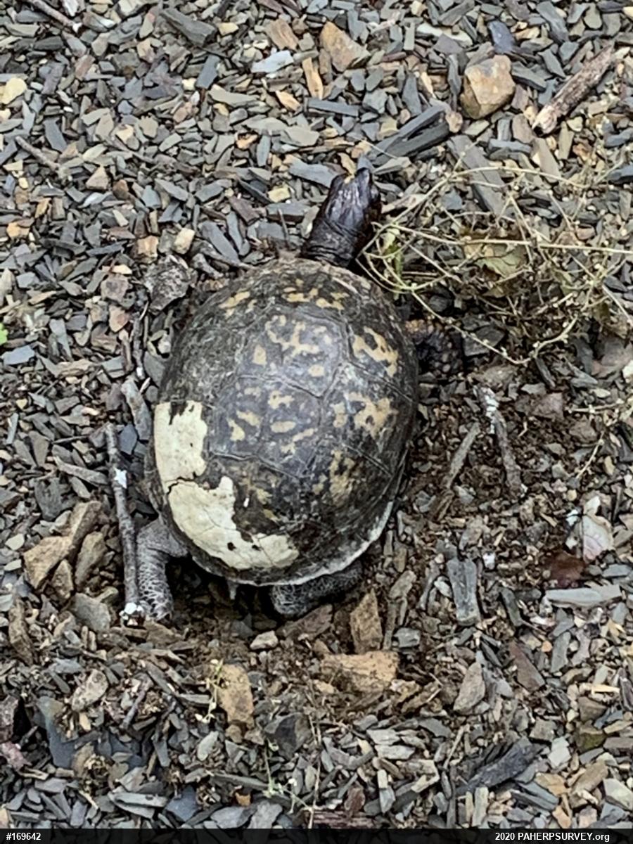 Eastern Box Turtle