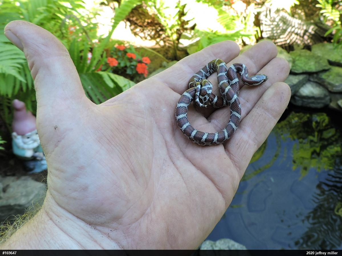 Eastern Milksnake