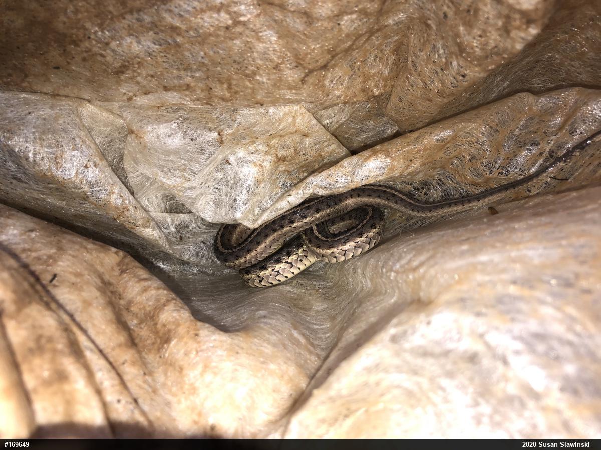 Eastern Gartersnake