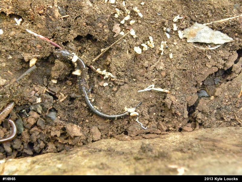 Eastern Red-backed  Salamander