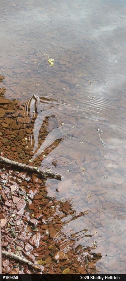 Northern Watersnake