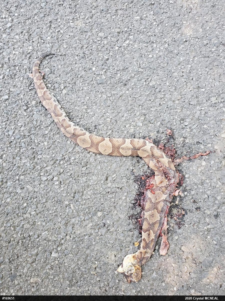 Northern Copperhead