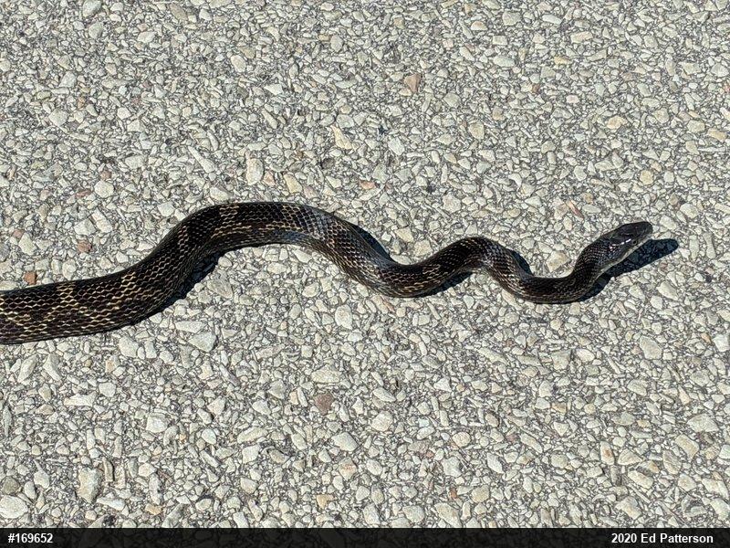 Eastern Ratsnake