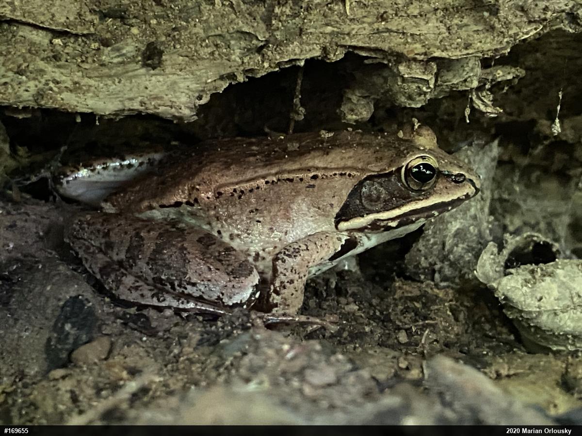Wood Frog