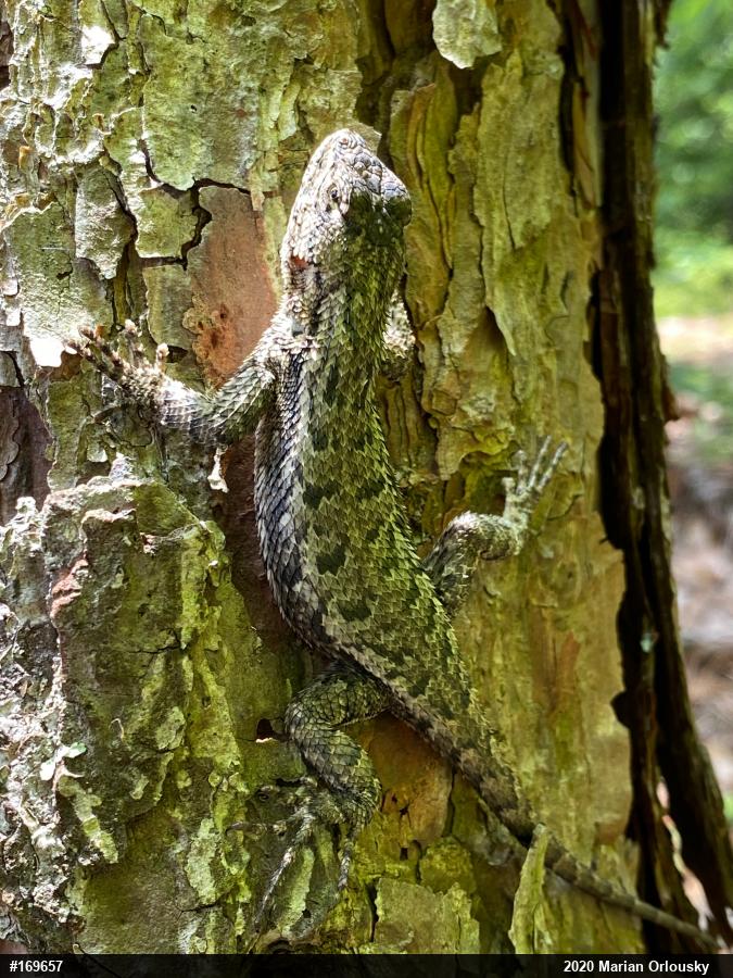 Eastern Fence Lizard