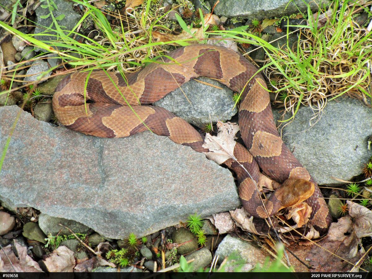 Northern Copperhead