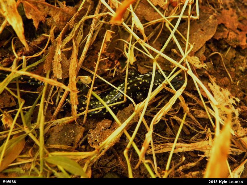 Northern Slimy Salamander
