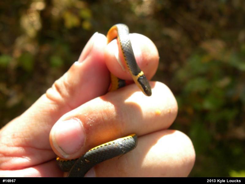 Northern Ring-necked Snake