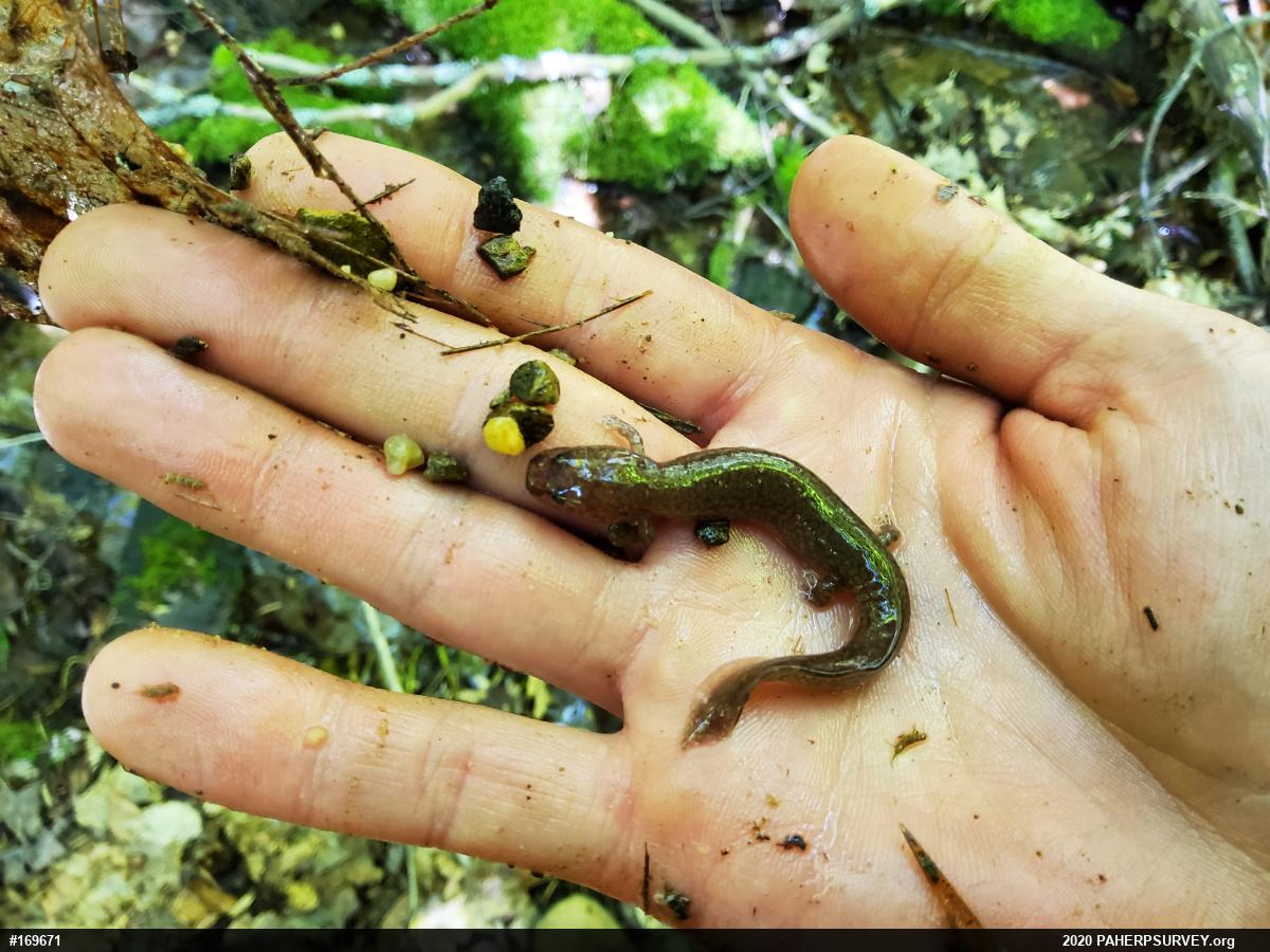 Northern Spring Salamander