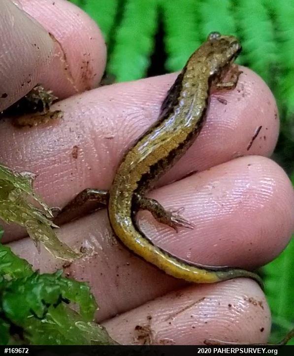 Allegheny Mountain Dusky Salamander