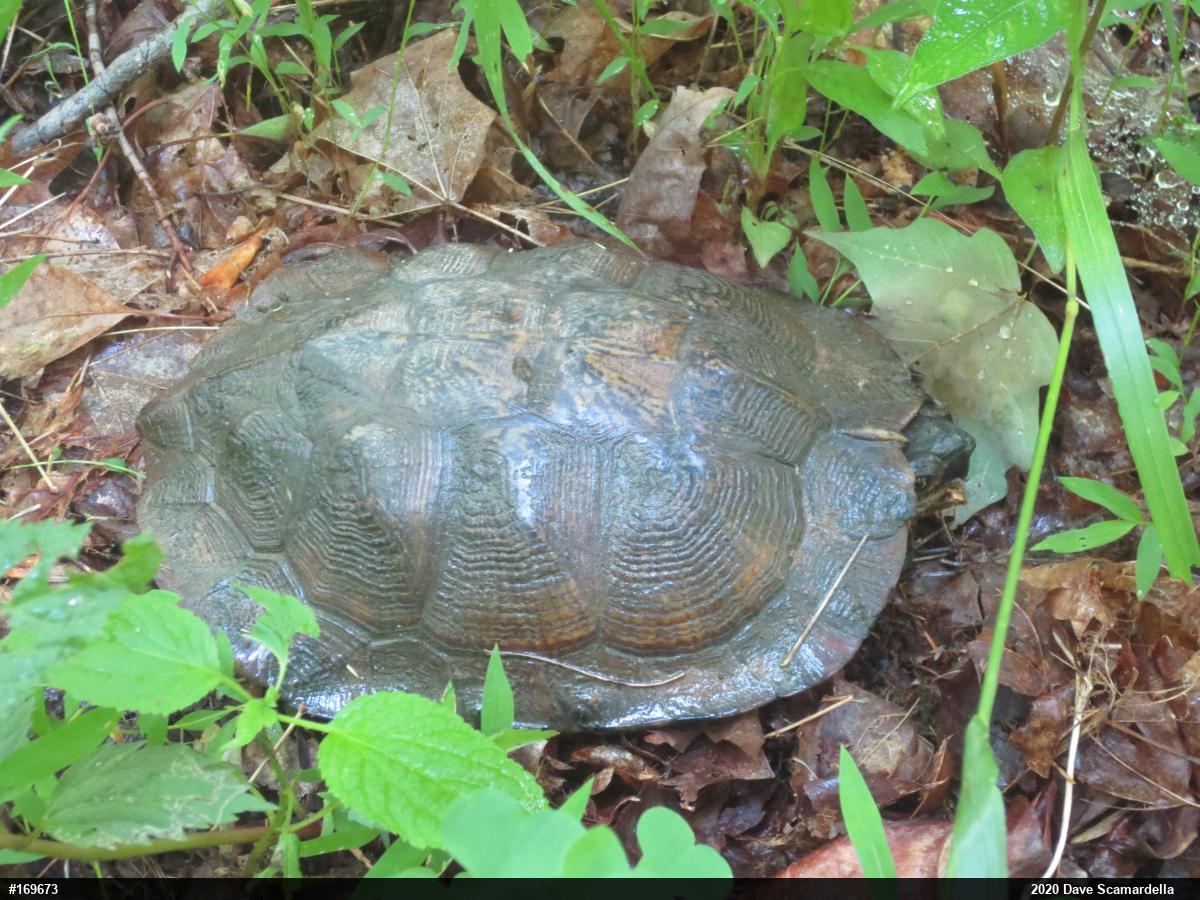 Wood Turtle