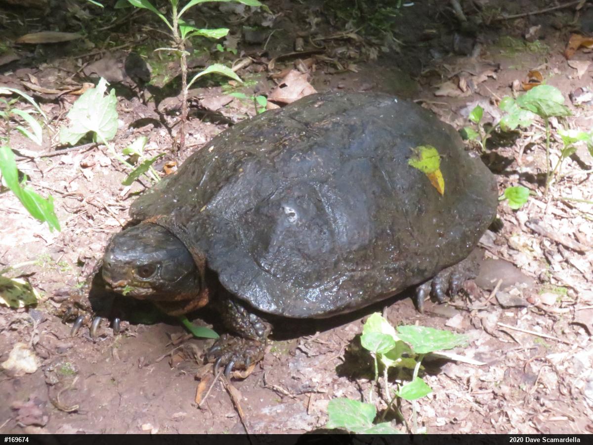 Wood Turtle