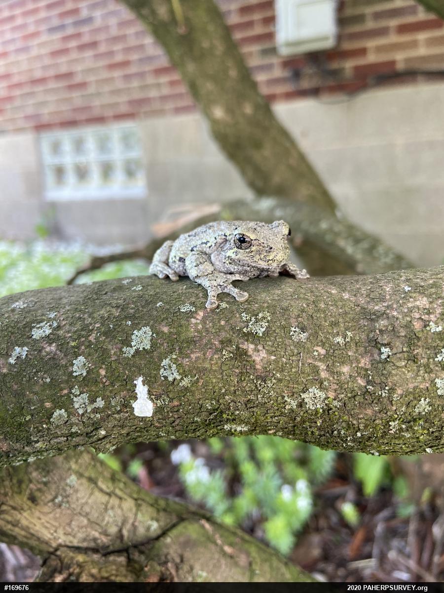 Unknown Gray Treefrog