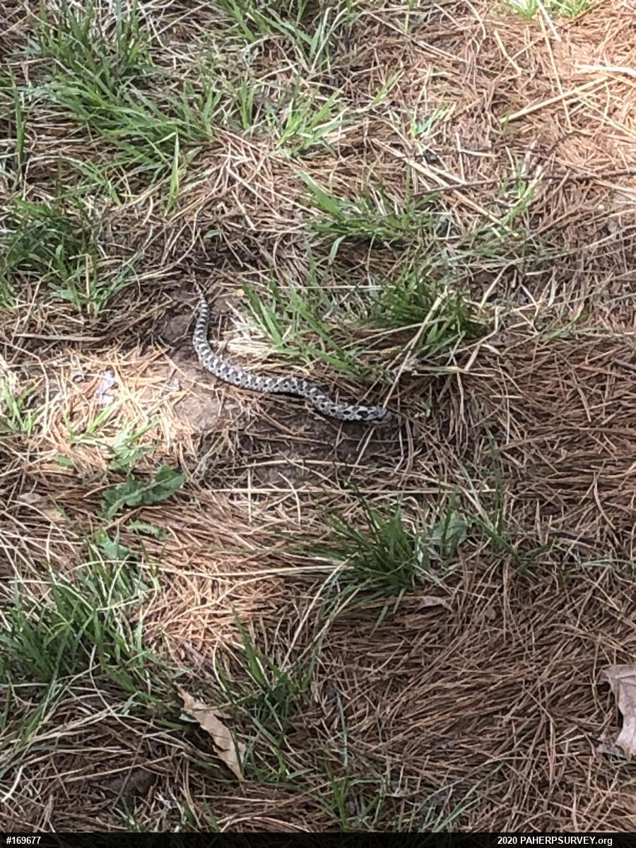 Eastern Hog-nosed Snake