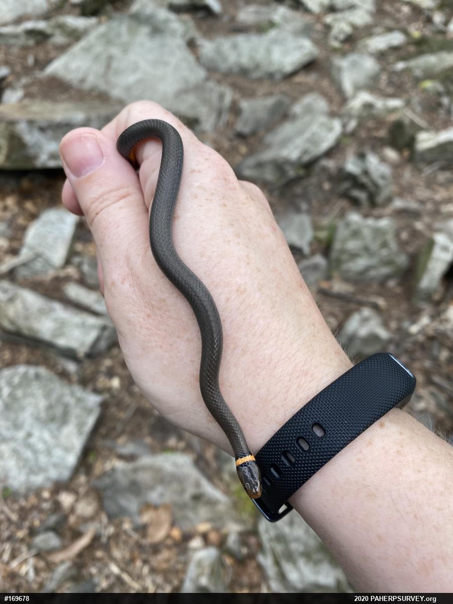 Northern Ring-necked Snake