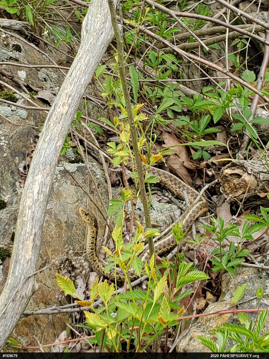 Eastern Gartersnake