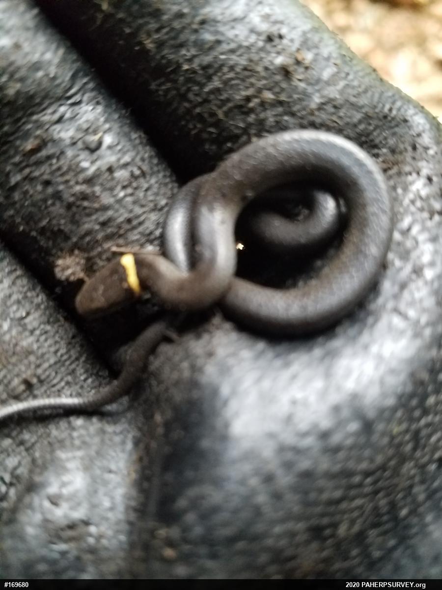 Northern Ring-necked Snake