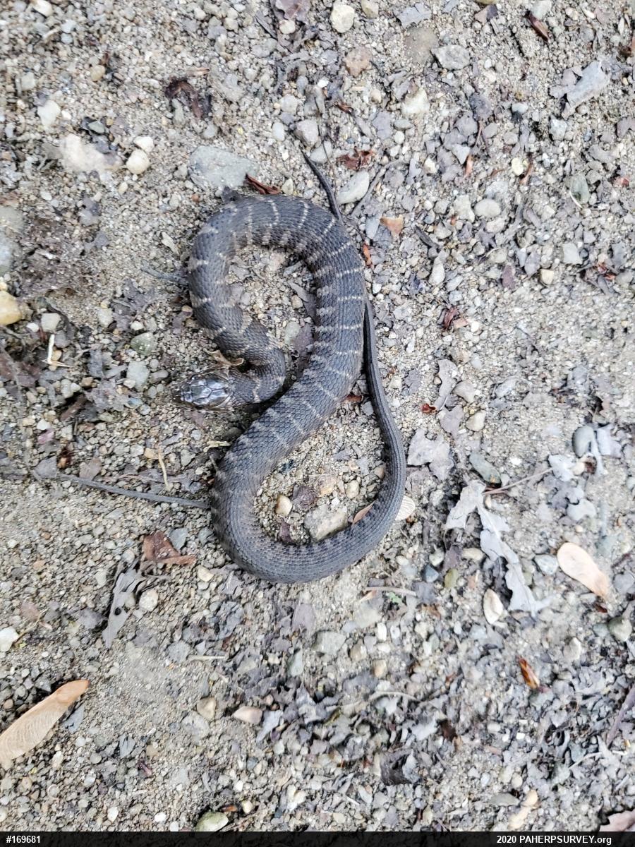 Northern Watersnake